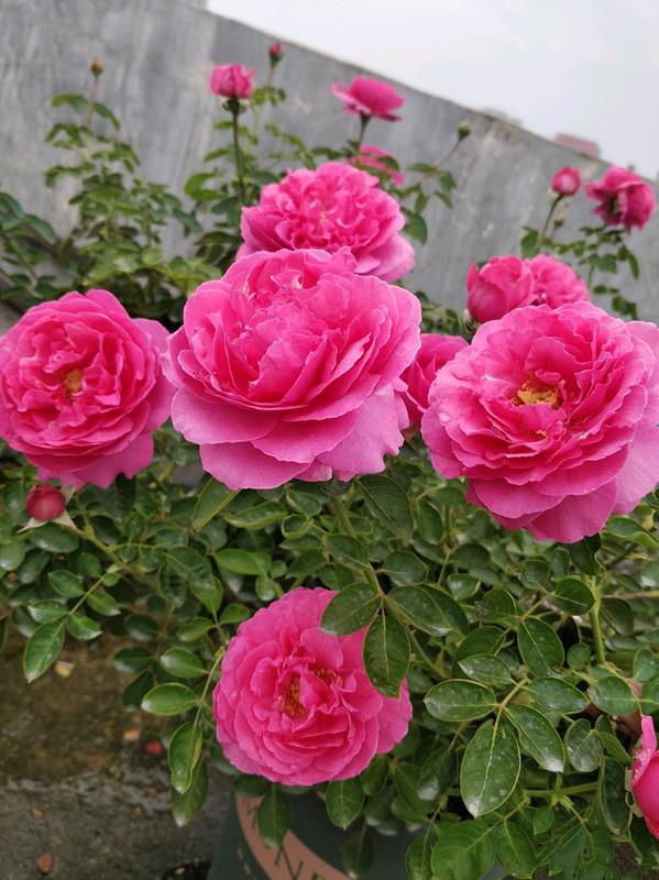 阳台养一株“伊芙伯爵”，四季有花看，风吹进屋子，都带着花香