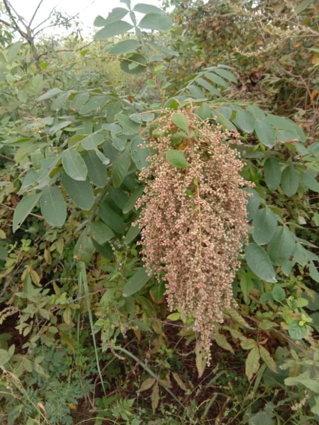 野草于我都是宝