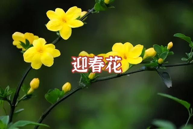 答案|春天来啦！我宣布：上海人“花痴”等级考开始！全答对算侬结棍