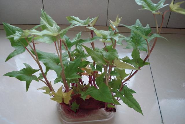 冬天里的烤红薯最受欢迎，那么如何自己在家做一个地瓜盆栽？