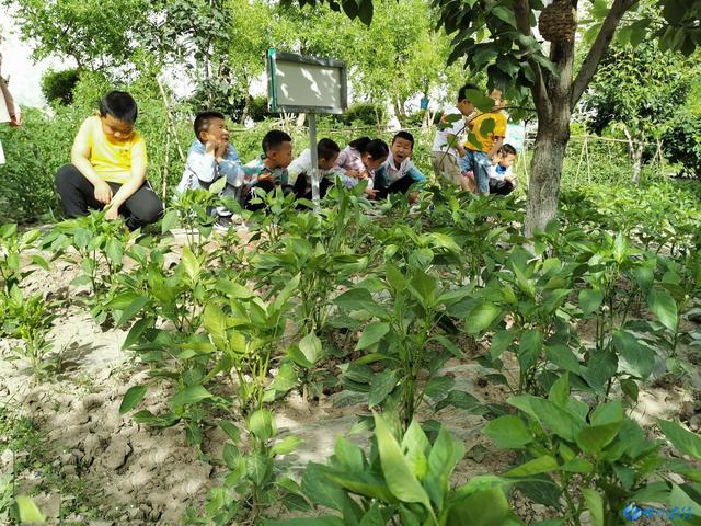 你的育儿经|甘州区第二幼儿园童心走进开心农场活动