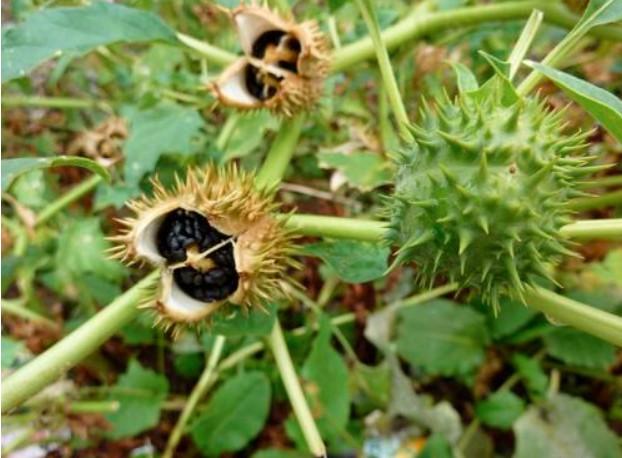 曼陀罗|长沙18岁大学生为了治痘，竟住进ICU