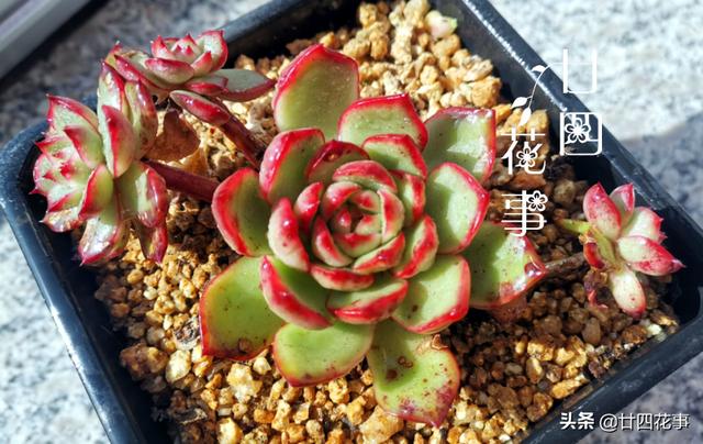“控养”多肉有条件，“3要5不要”，做对肥美，做错变瘦不长个