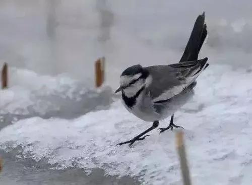 期待银装素裹