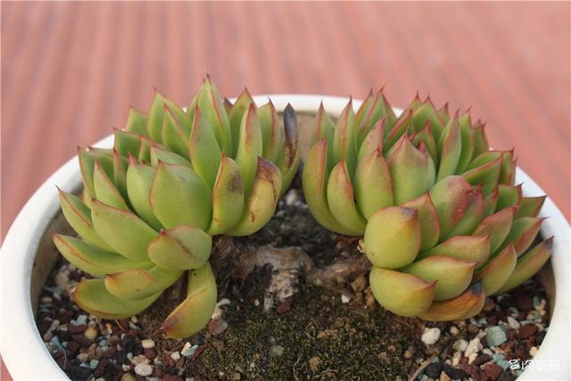 堪称励志，一颗十里挑一，几经坎坷的圣诞东云