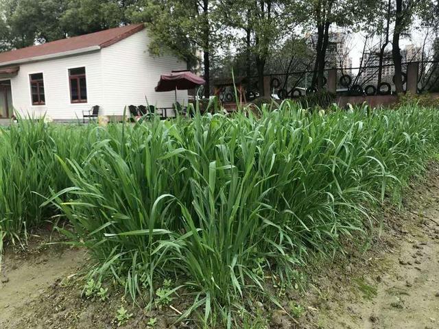 『超级宝妈』鹤琴幼儿园开展相聚农场，收获快乐的倡议活动
