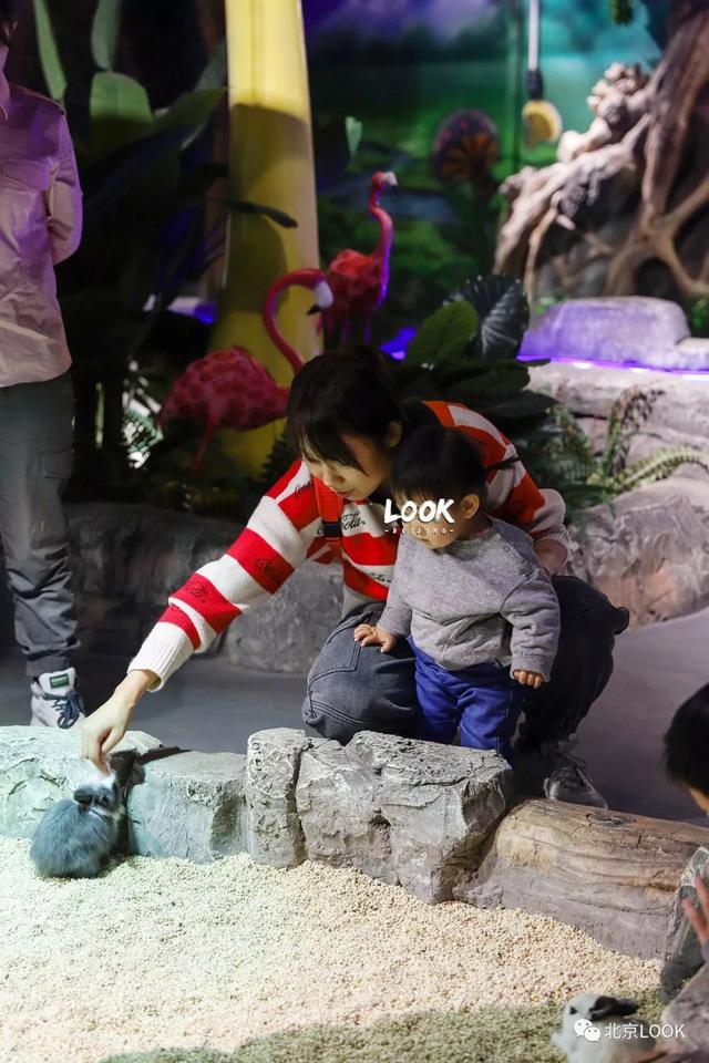 「玩乐足迹」北京首家室内动物园 · 和羊驼浣熊一起玩