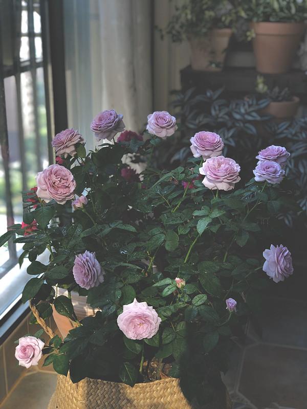 新手养月季，这款很合适，抗病能力强，丰花勤花，花开时满室飘香