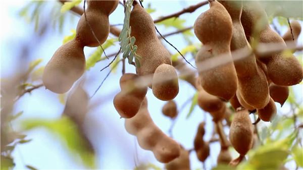 酸角|名企名品看玉溪 | 猫哆哩：已形成“十酸九猫”的行业格局