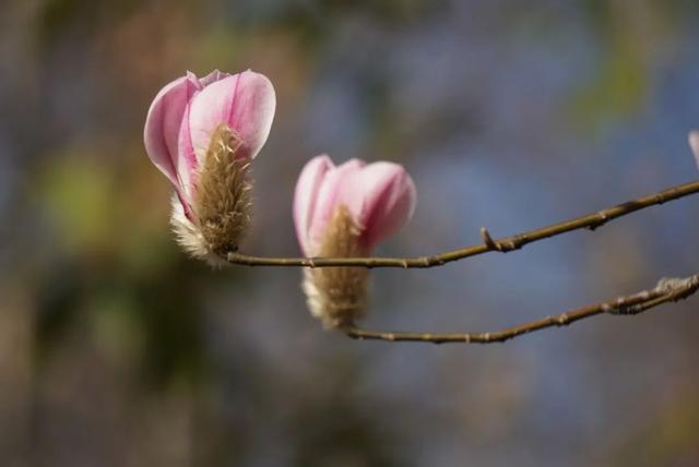 玉兰|再破白玉兰早开新纪录！上海植物园今年首波玉兰绽放