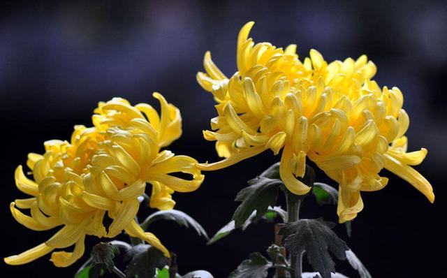 神农本草图经，薯蓣 菊花 甘草 人参 石斛 石龙芮