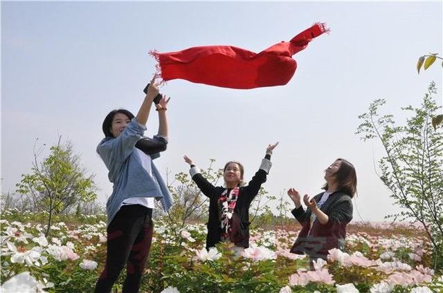 #全国党媒信息公共平台#灵宝市：油牡丹盛开，有风景更有“钱”景