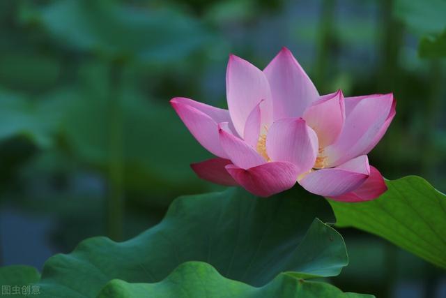 芳华流年，浮生如梦，谁倾一生安暖，抚我半世沧桑