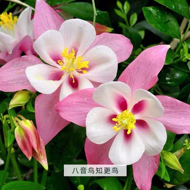 名字叫做“耧斗菜”，花朵却又“仙气飘飘”，今年的网红花