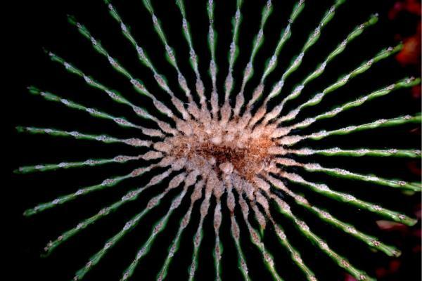 植物|上海：多肉植物的韵律之美