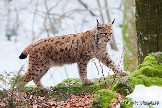 其实山猫,短尾猫都叫猞猁