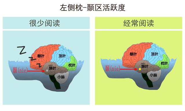 脑神经科学表明：“爱阅读”和“不爱阅读”的孩子，大脑差距很大