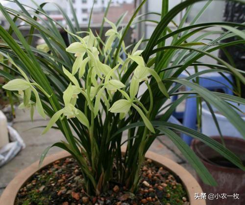学会这三个实用的小技巧，家里的丝兰长势旺盛而且好看