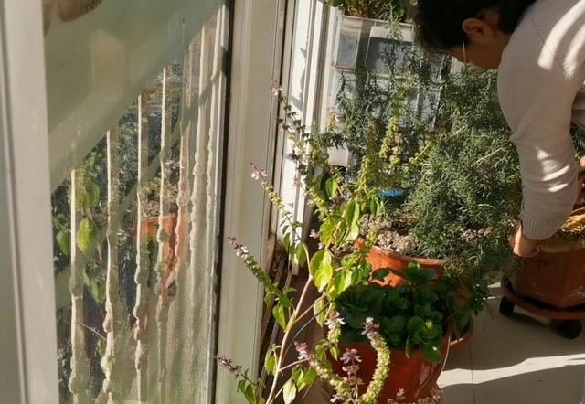 1个苹果和1根胡萝卜放一起，风味真独特，冬天喝上一杯太暖和了