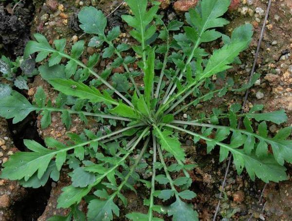 野菜|这些东西别乱吃 大学生吃曼陀罗种子祛痘住进ICU