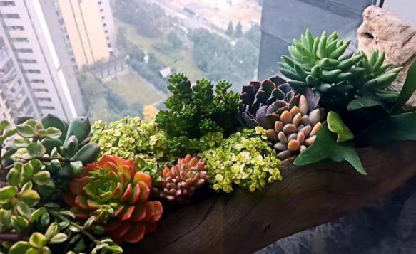 自己动手制作腐叶土、松针土养花，一点不难，还格外省钱好用