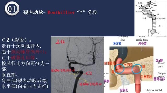 头颈动脉系统相关解剖