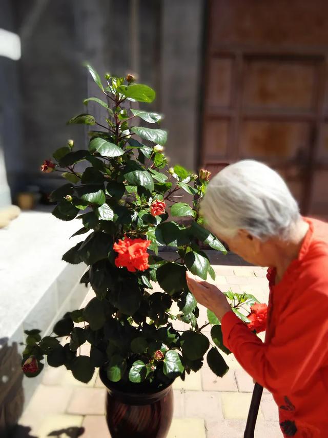 【散文】院落花草.独处之思