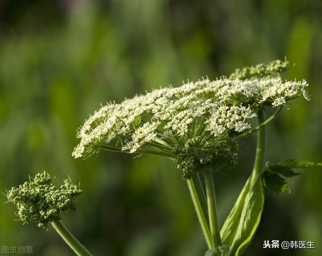 独活治风湿痹痛 风寒湿证 少阴头痛 风火牙疼 皮肤病效果好