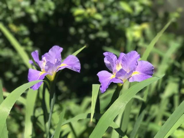 大咖分享 | 蓝色花境植物有那些？