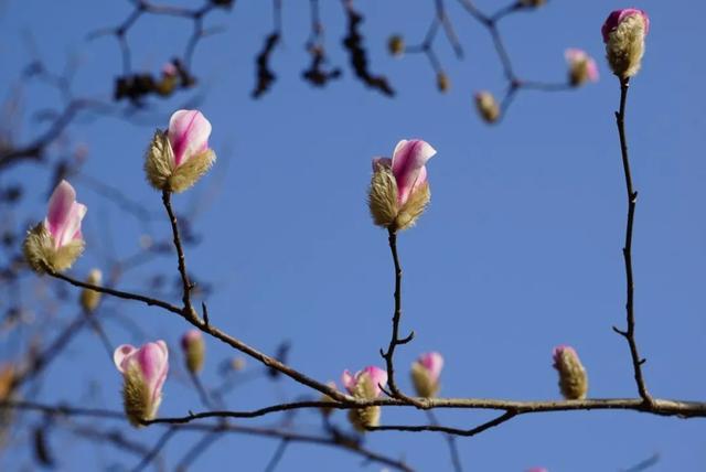 玉兰|再破白玉兰早开新纪录！上海植物园今年首波玉兰绽放