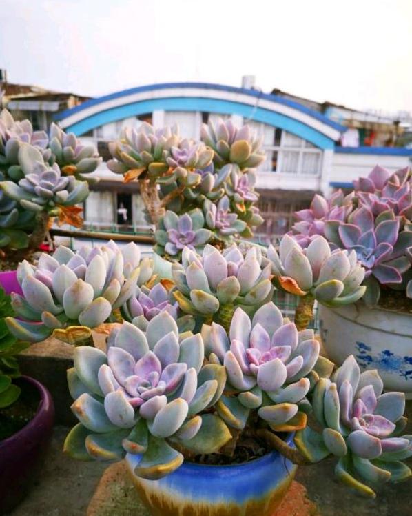 这“三多肉”是耐寒小普货，遇水疯长“寓意好”，半年养成小老桩