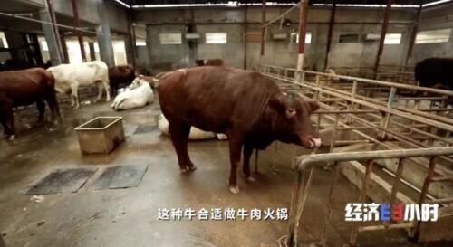 卤鹅|一个原本不产牛的地方，却把牛肉火锅做成“中华名小吃”！潮汕如何做到的？