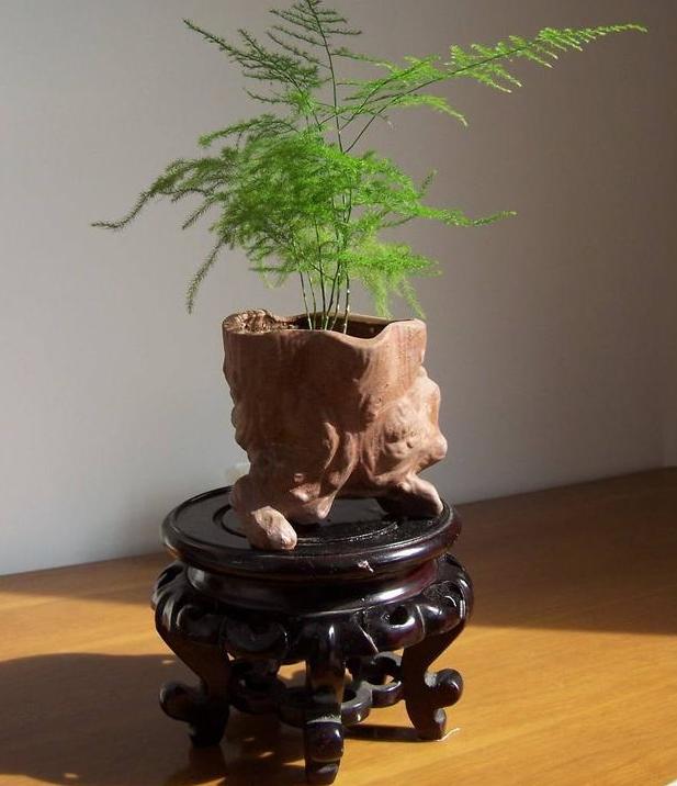 如何刺激文竹疯长侧芽？抓住4个关键点，春末可多养好几盆