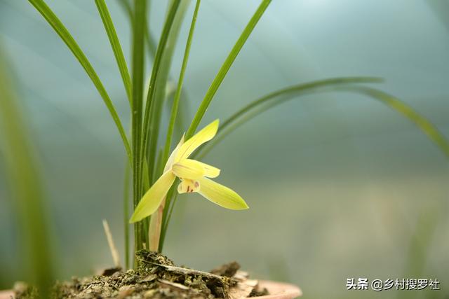 兰花几天浇一次水？3天浇一次，和15天浇一次有区别吗