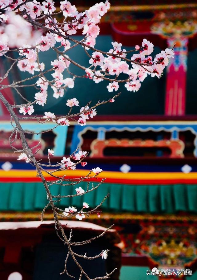 「世界那么大」春分，拉萨一树桃花的温柔倾诉