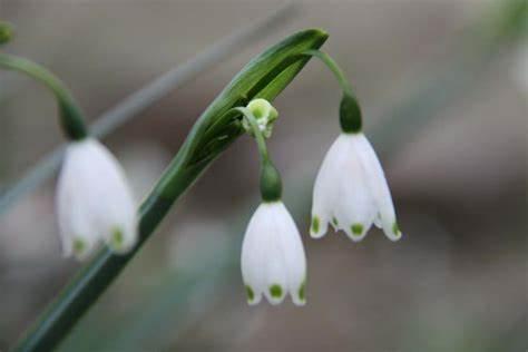 雪滴花怎么养，6种日常养护小妙招