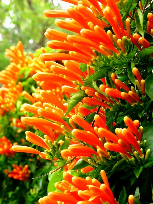 一点就炸的“炮仗”花，一串鞭炮一串红，噼里啪啦开花200天