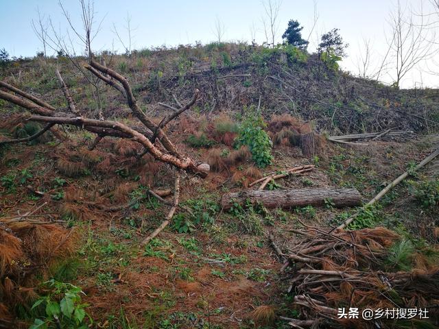 什么树皮种兰花好？挑选时掌握3要素，兰花生长更旺盛