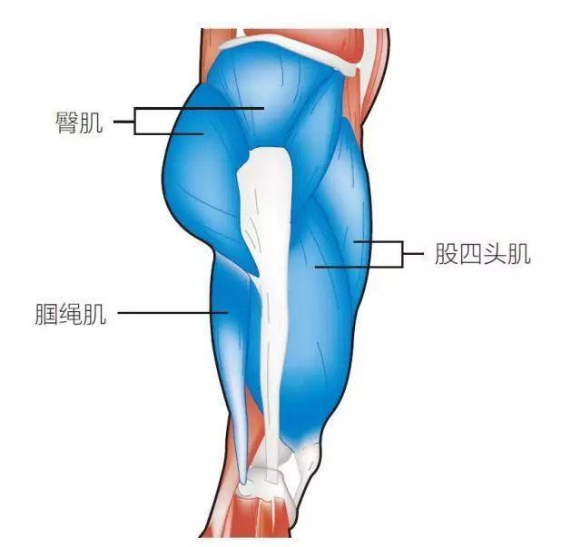 健康辟谣｜不穿秋裤会得老寒腿？控制体重或许更有用