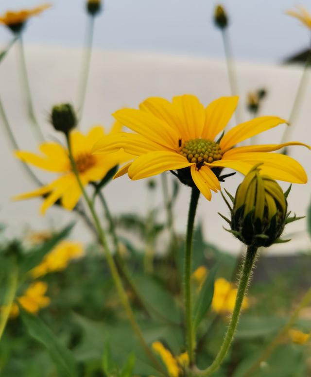 秋冬季节也有花赏，只要留心，也能欣赏到美丽花朵