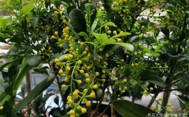 甲硝唑|淘米水加点料，没有异味，肥效能翻10倍，养啥花都旺