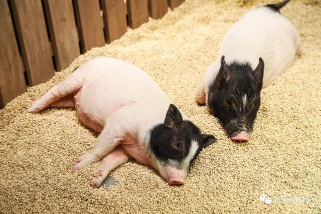 「玩乐足迹」北京首家室内动物园 · 和羊驼浣熊一起玩