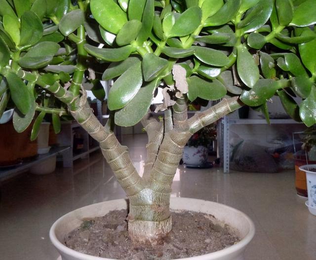 天冷养玉树盆栽，满足3条件，加速木质化成老桩