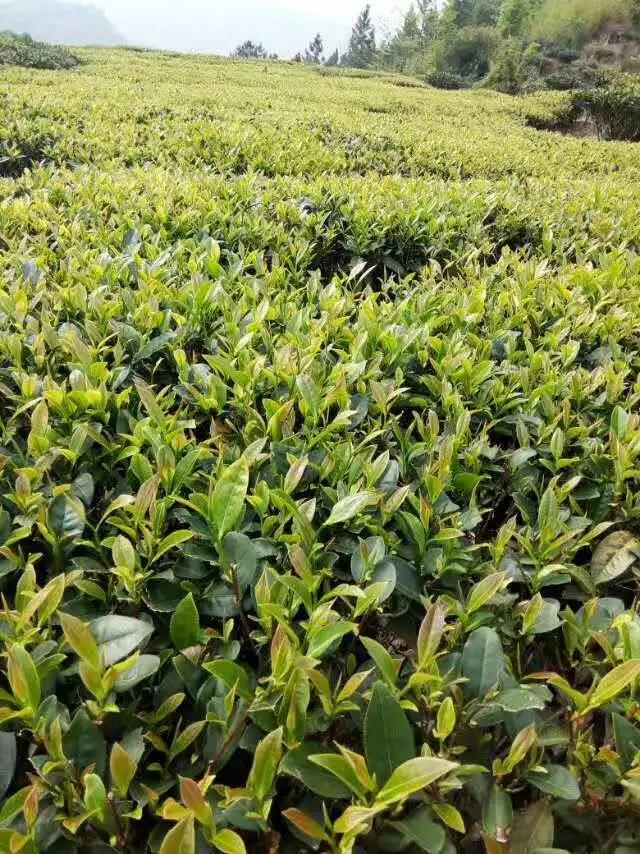 【超级宝妈】别样过假期,携手共育促成长——家乡篇