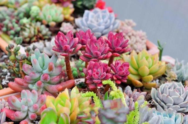 红稚儿不是红孩儿，听话好养护，晒晒太阳就变红