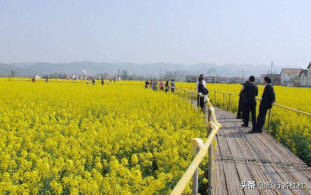 「约吗旅行」百万亩油菜花盛开，处处诗情画意，致最美的汉中油菜花