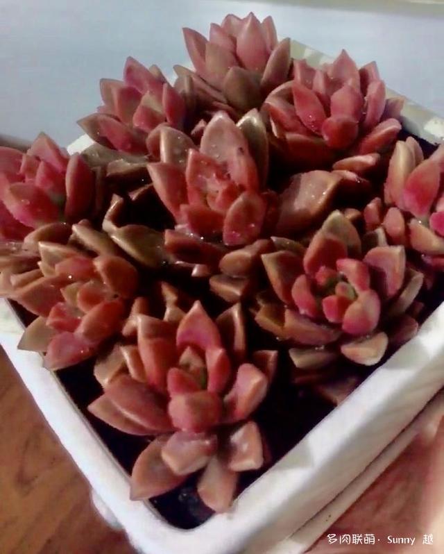 爱肉爱宝，不离不弃，未来可期