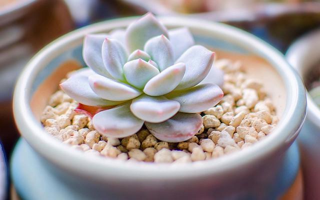 室内阳台养多肉，不要掉以轻心！密封空间盆栽更需注意细节