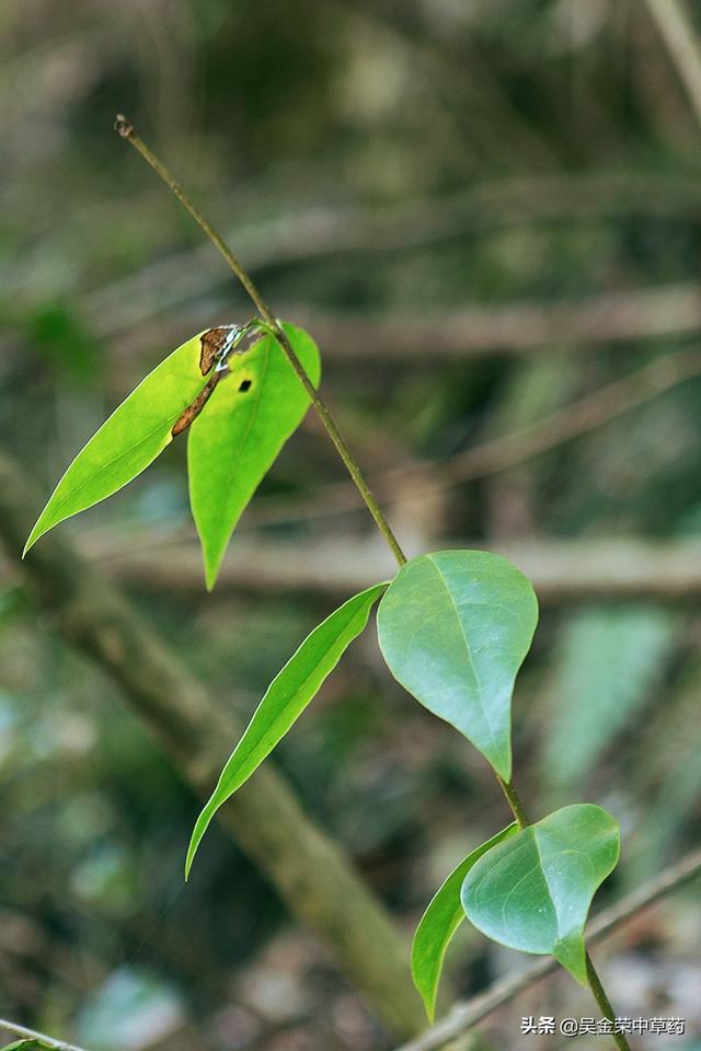 #健康学堂#常见的感冒，中暑，蚊蚁叮咬，了解下这种植物，或许对你有帮助