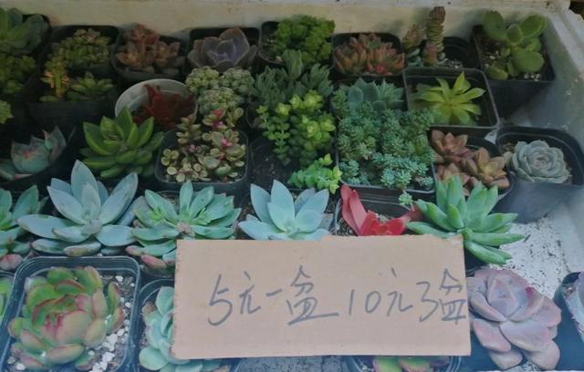 市场|春天在哪里？来杨浦这个花鸟市场找找春天的颜色